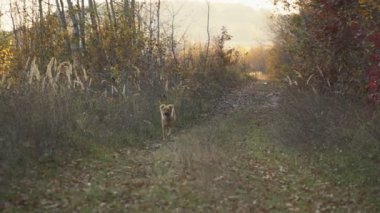 Köpek çalışıyor