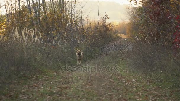 The dog is running — Stock Video