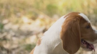 köpek beagle doğada