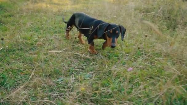 Дахшундська порода собак на відкритому повітрі — стокове відео