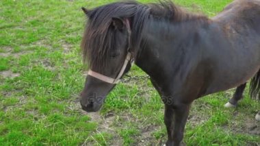 At çimenlerde grazes