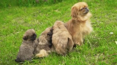 Doğada fino köpekleri