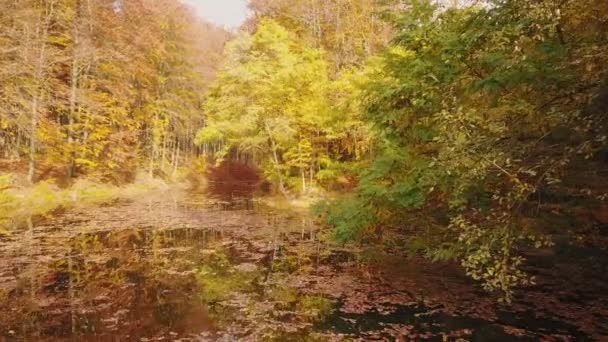 Pond in the autumn forest — Stock Video