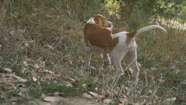 Perro beagle en la naturaleza — Vídeo de stock