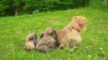 Doğada fino köpekleri