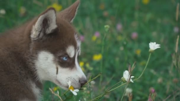 Husky yavrusu üzerinde doğa yürüyüşleri — Stok video