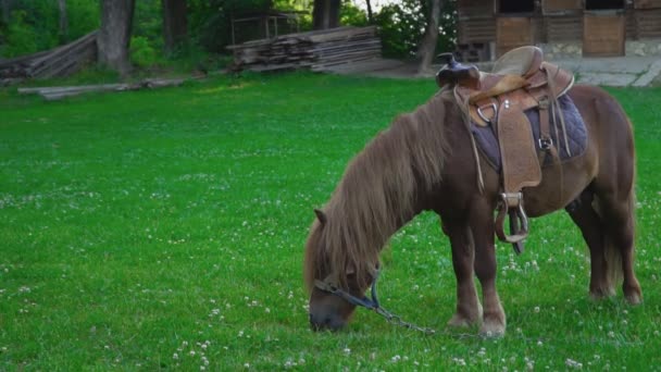 Bruin paard pony met een grote manen — Stockvideo