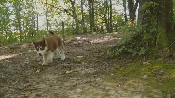 赫斯基狗走路的性质 — 图库视频影像