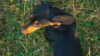 Dachshund doğurmak köpek açık havada