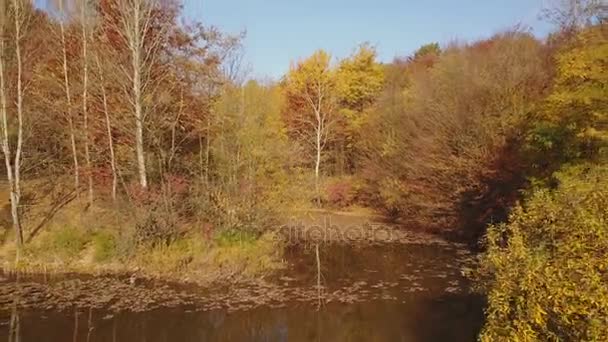 Teich im Herbstwald — Stockvideo