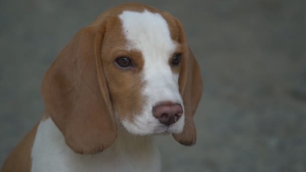 De beagle hond in de natuur — Stockvideo