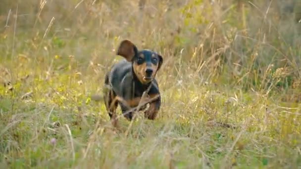 Der Hund der Rasse Dackel rennt — Stockvideo