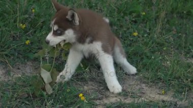 Husky yavrusu üzerinde doğa yürüyüşleri