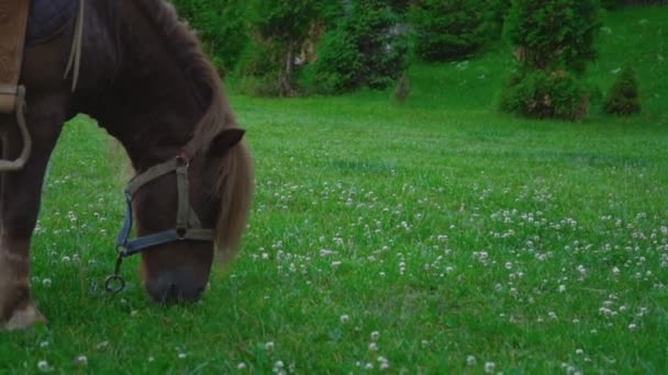 Pony de caballo marrón con una melena grande — Vídeos de Stock