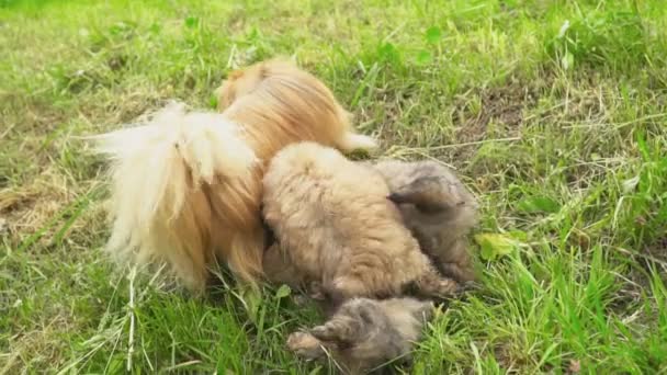 Chiens de famille de la race pékinoise — Video