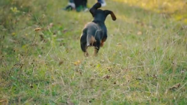 O cão da raça de Dachshund corre — Vídeo de Stock