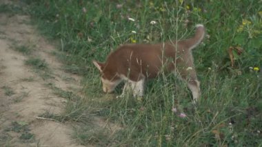 Husky yavrusu üzerinde doğa yürüyüşleri