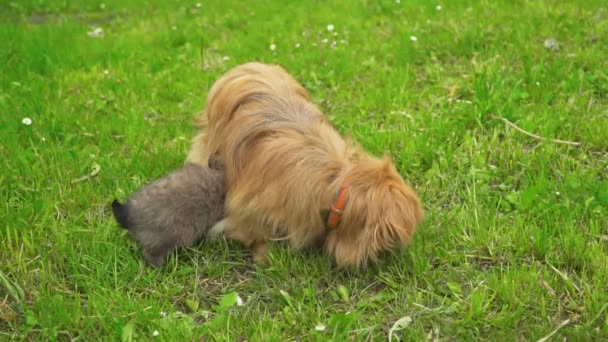 Είδος μικρού σκύλου σκύλων στη φύση — Αρχείο Βίντεο