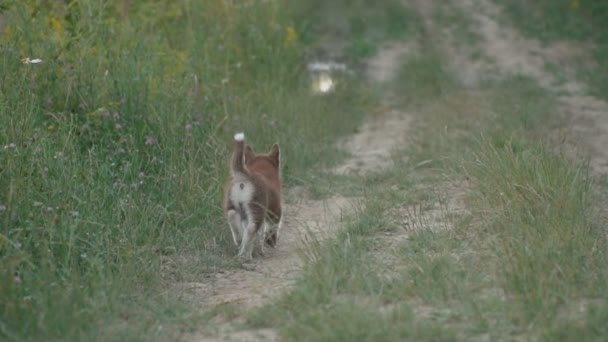 Egy husky kiskutya sétál a természet — Stock videók