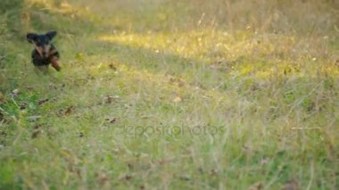 Dachshund doğurmak köpek çalıştırır