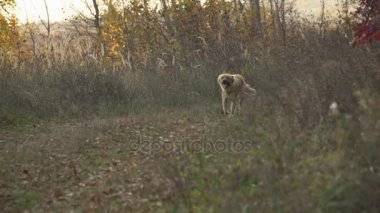 Köpek çalışıyor