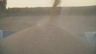 toplanan soya yüklenmesini içine bir römork