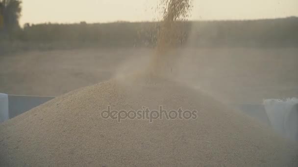 Loading of collected soya into a trailer — Stock Video