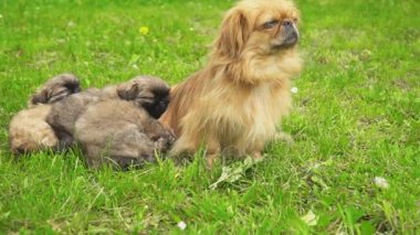 Fino köpekleri birlikte yatıyor musun