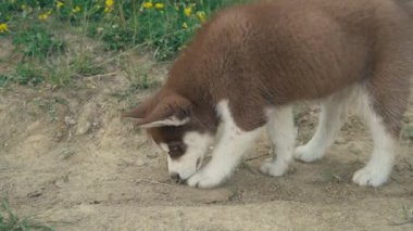 Husky yavrusu üzerinde doğa yürüyüşleri