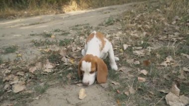 Ne aradığını Beagle köpek