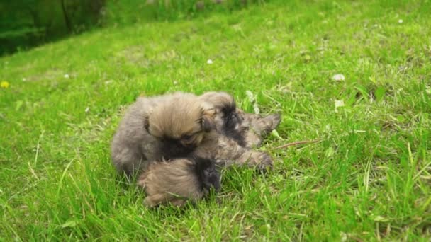 Pekingese puppy sitting on green grass — Stock Video