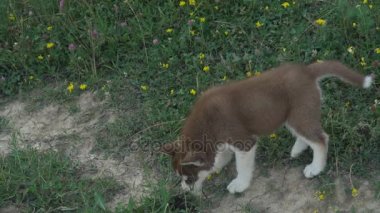 Husky yavrusu üzerinde doğa yürüyüşleri