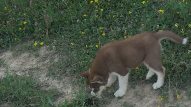 Un cachorro de husky pasea por la naturaleza — Vídeos de Stock