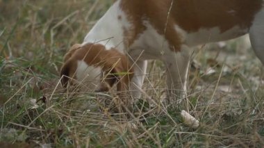 Ne aradığını Beagle köpek