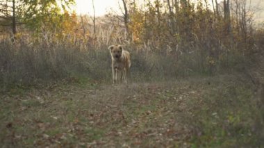 Köpek çalışıyor