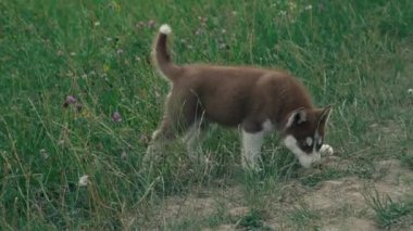 Husky yavrusu üzerinde doğa yürüyüşleri