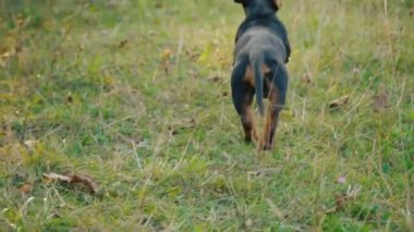 Dachshund doğurmak köpek çalıştırır