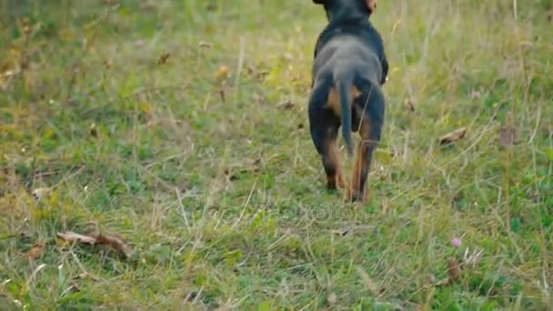 El perro de la raza Dachshund corre — Vídeo de stock