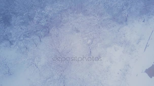 Árvores cobertas de neve — Vídeo de Stock