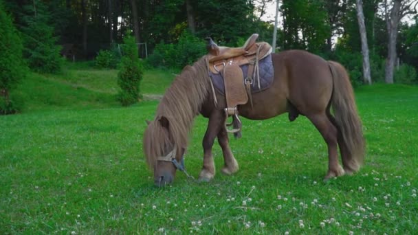Hnědý kůň pony s velké hřívou — Stock video