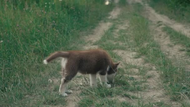 En valp av husky vandringar på naturen — Stockvideo