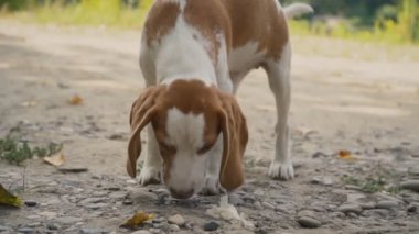 Ne aradığını Beagle köpek
