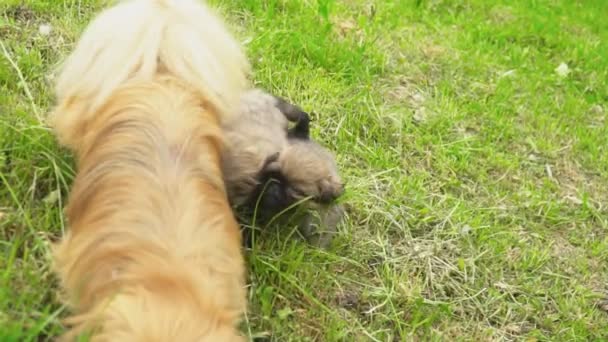 Family dogs of the Pekingese breed — Stock Video