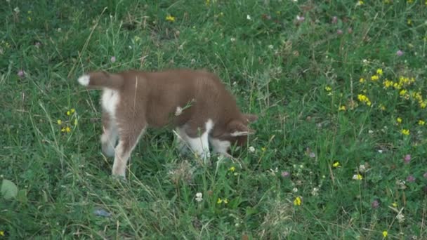 Un cachorro de husky pasea por la naturaleza — Vídeo de stock