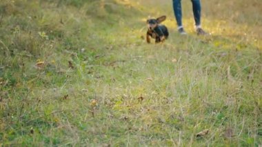 Dachshund doğurmak köpek çalıştırır