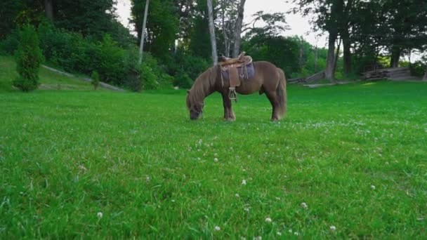 Cavalo marrom pônei com uma crina grande — Vídeo de Stock