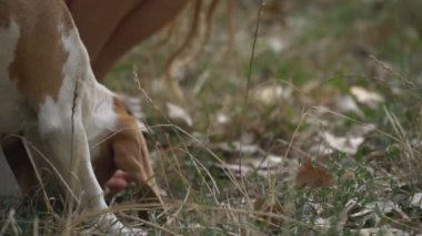 Ne aradığını Beagle köpek