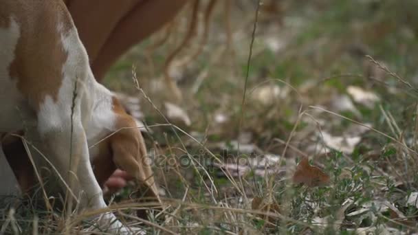 Cão beagle o que ele está procurando — Vídeo de Stock