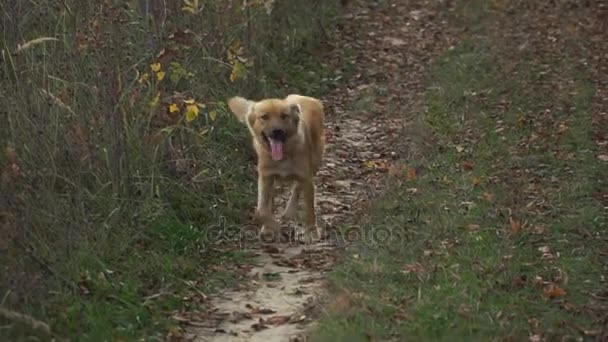 O cão está a correr. — Vídeo de Stock