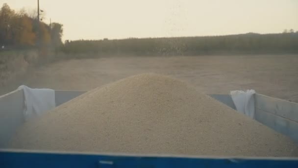 Lastning av insamlade soja in i en släpvagn — Stockvideo